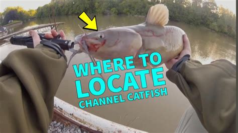 cat chanel|how to locate channel catfish.